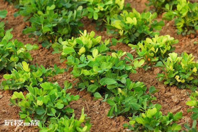 种花生一窝下种几粒(这些怎样促进多结果小技巧需掌握)-图片2